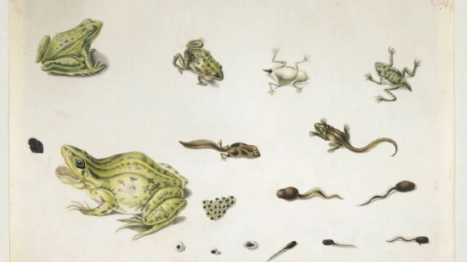 Image of frogs and tadpoles