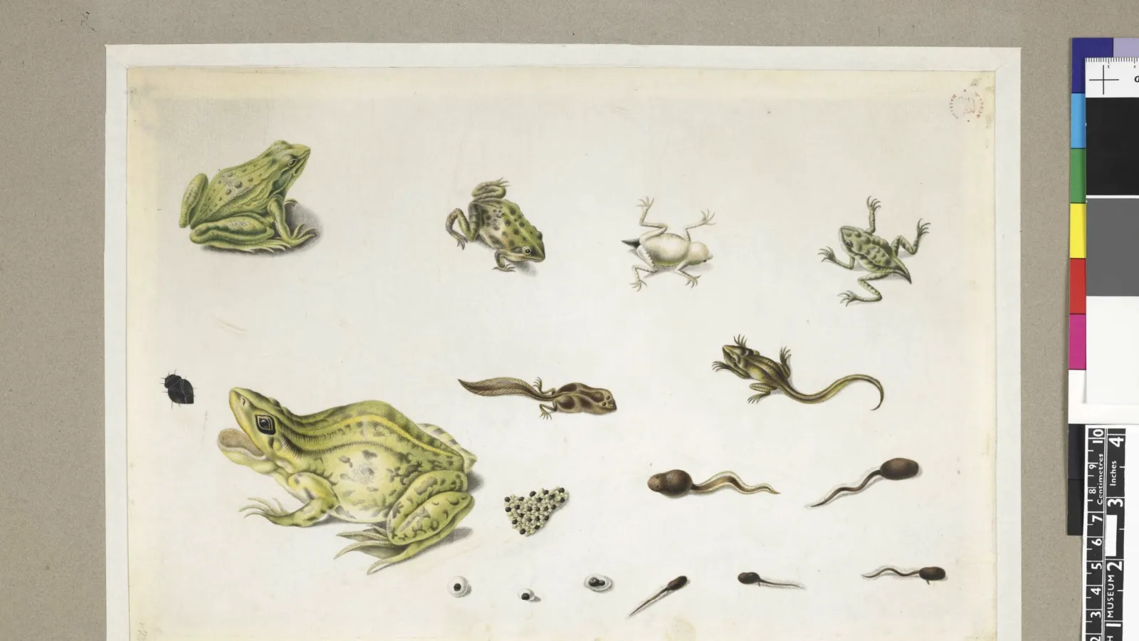 Maria Sibylla Merian Frogs